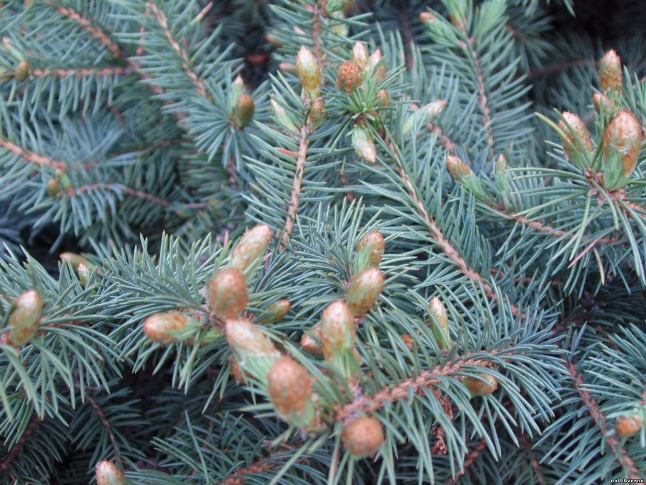 Когда цветет елка