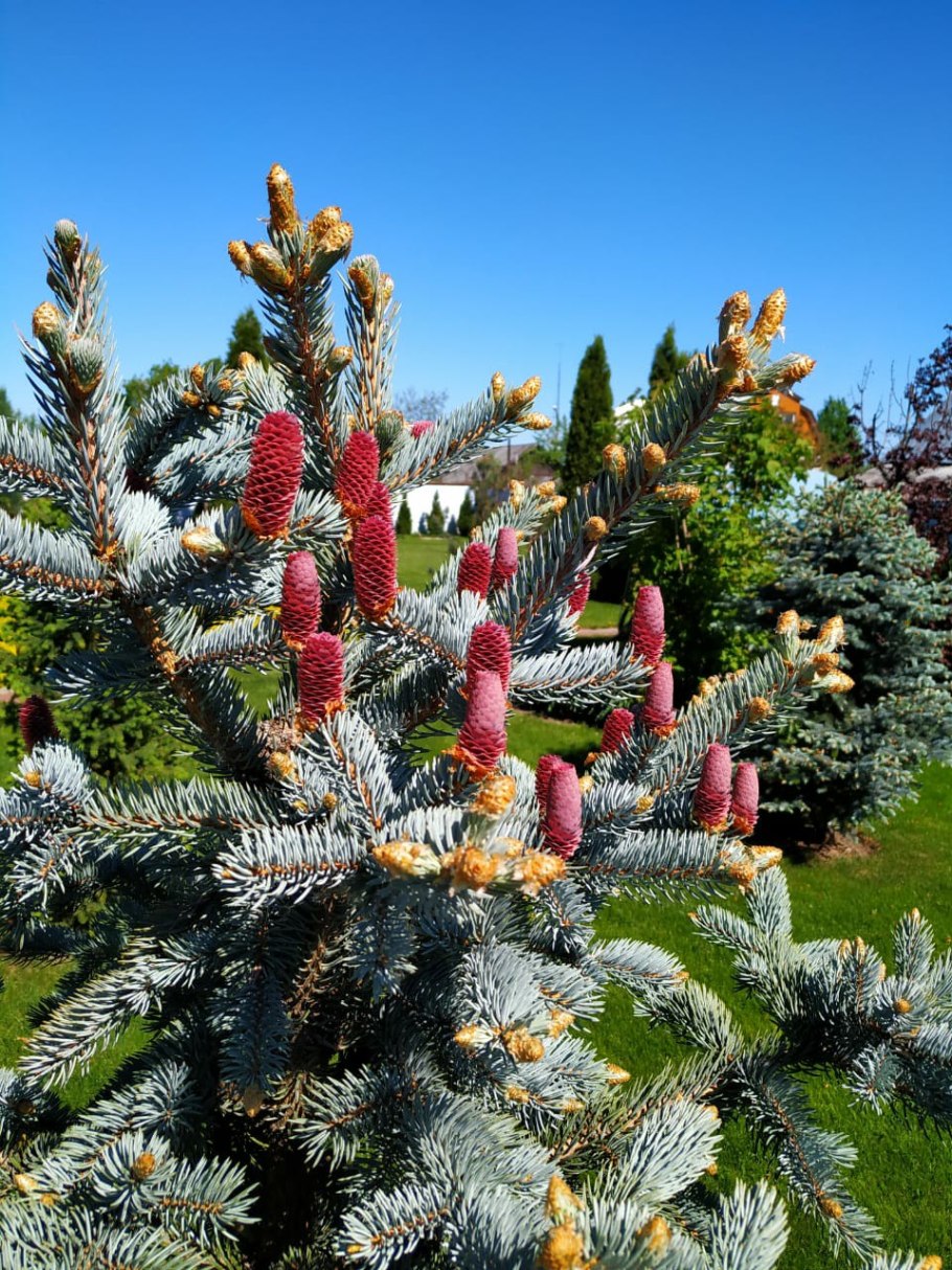 Хупси голубая ель шишки