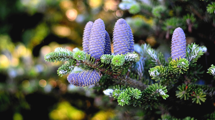 Голубая ель обои