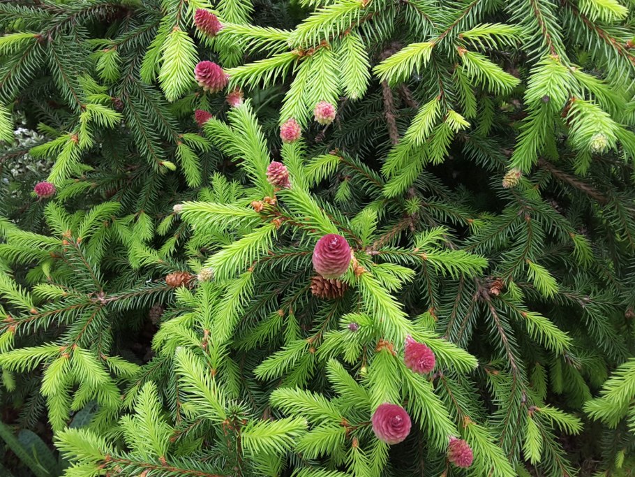 Ель обыкновенная акрокона