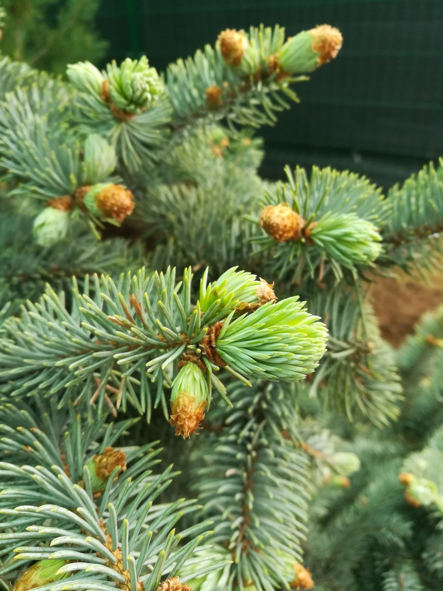 Ель Хупси с красными шишками