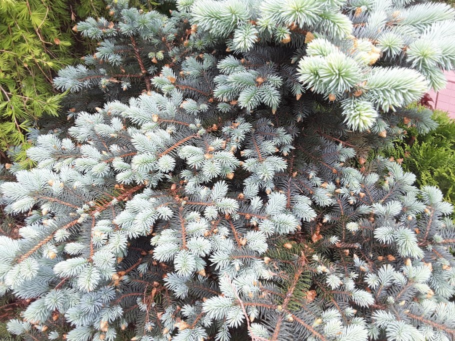 Ель колючая Bialobok