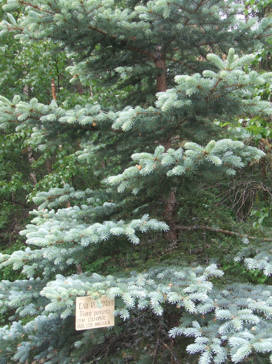 Ель колючая picea pungens