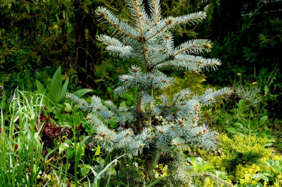 Ель Глаука голубая Живая