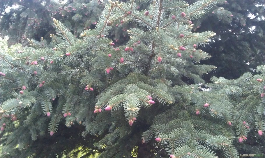 Как цветет елка