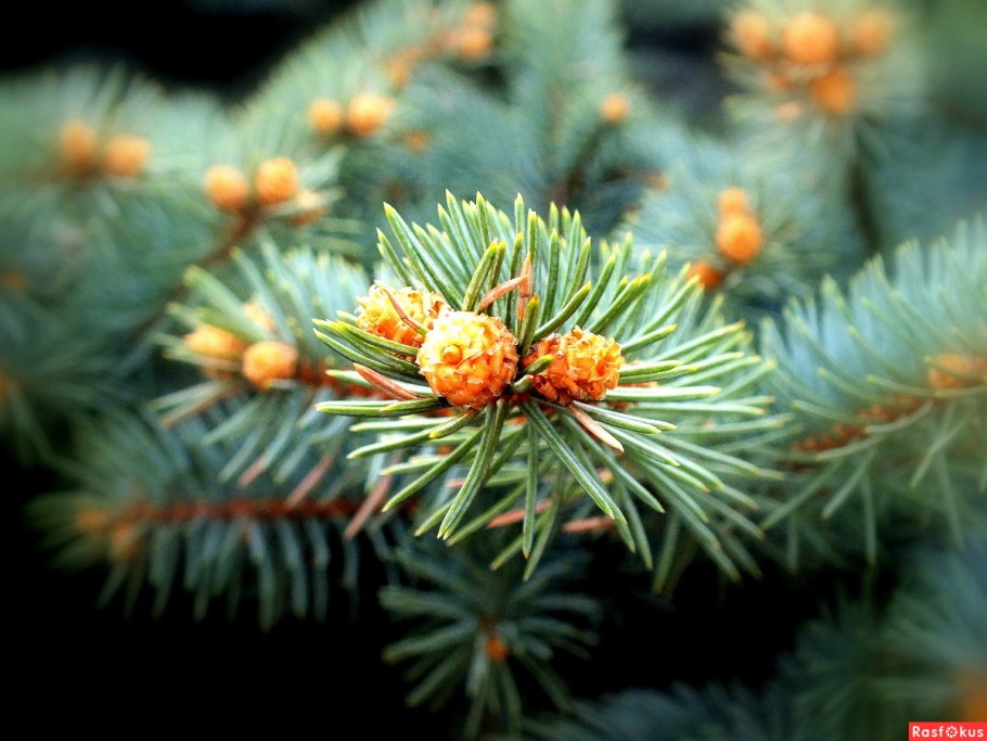 Голубая ель Весна желтые кисти