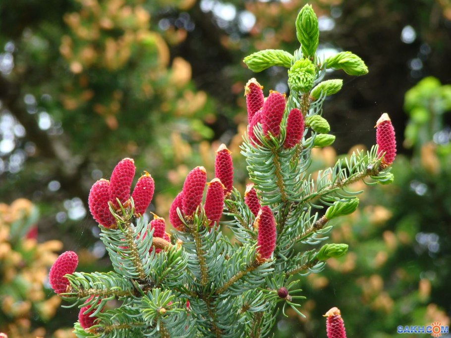 Ель Эдит шишка