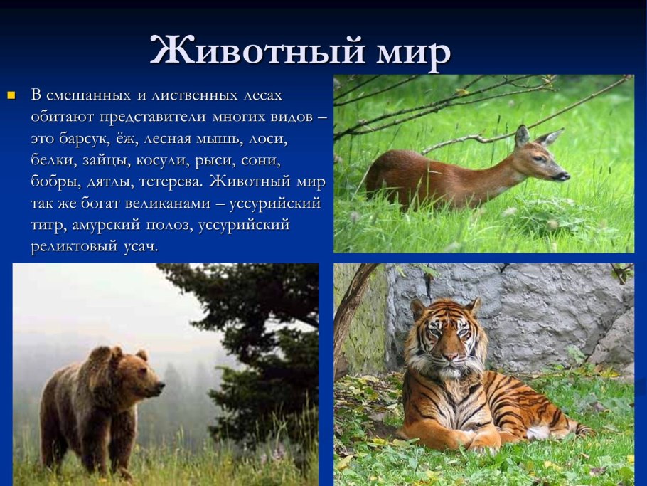 Животный мир смешанных и широколиственных лесов Евразии