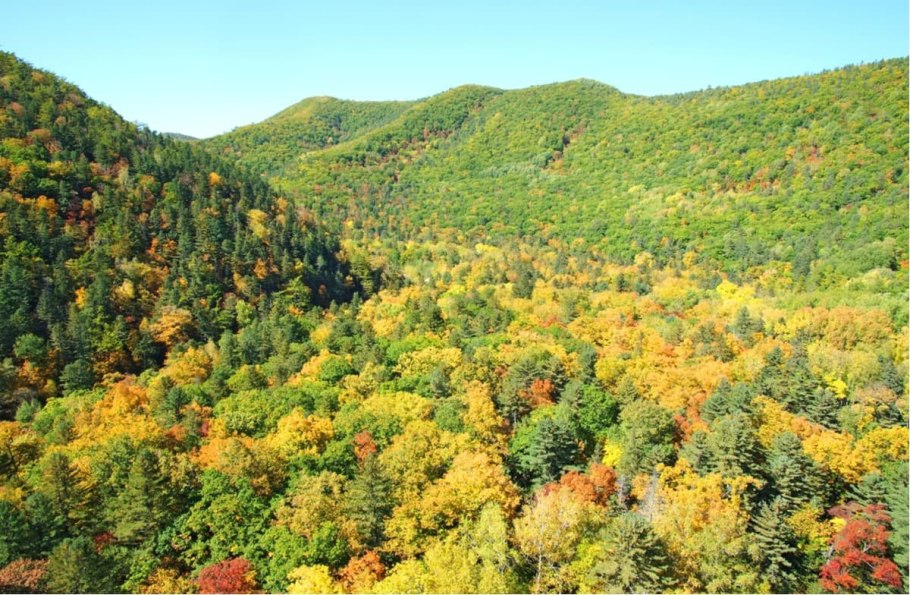 Хвойно-широколиственный лес