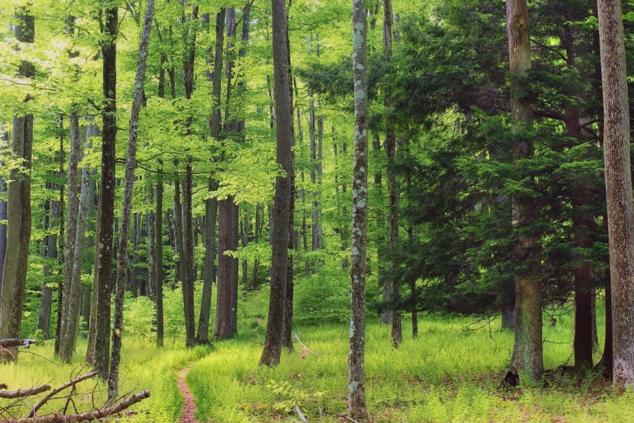 Хвойно-широколиственный лес