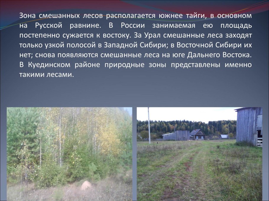 Смешанные леса дальнего Востока доклад