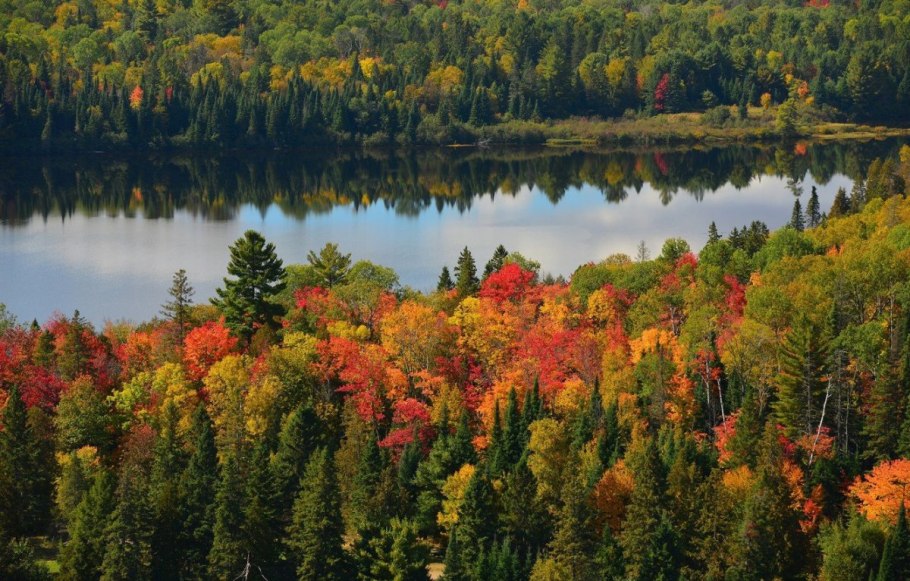 Лес в штате Вермонт