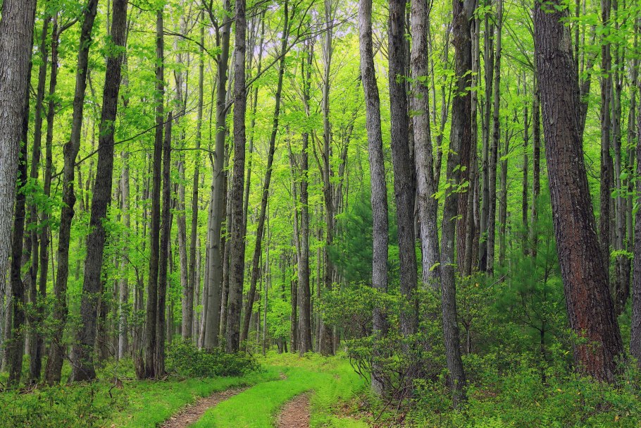 Широколиственный лес россии