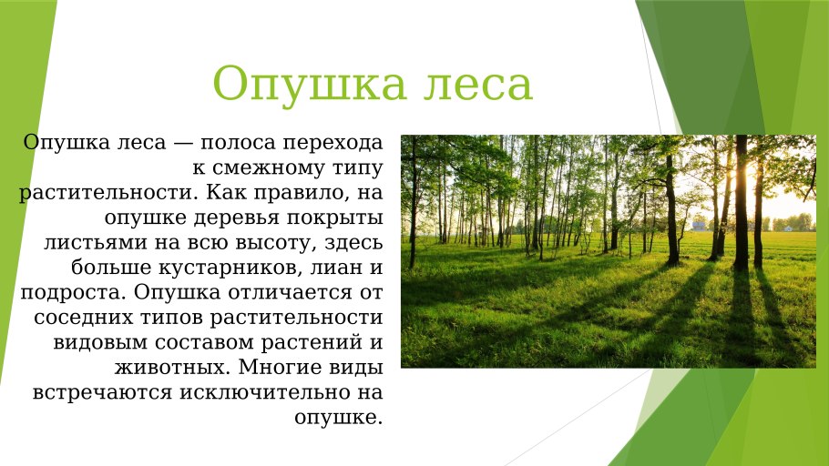 Тайга смешанный лес широколиственный лес