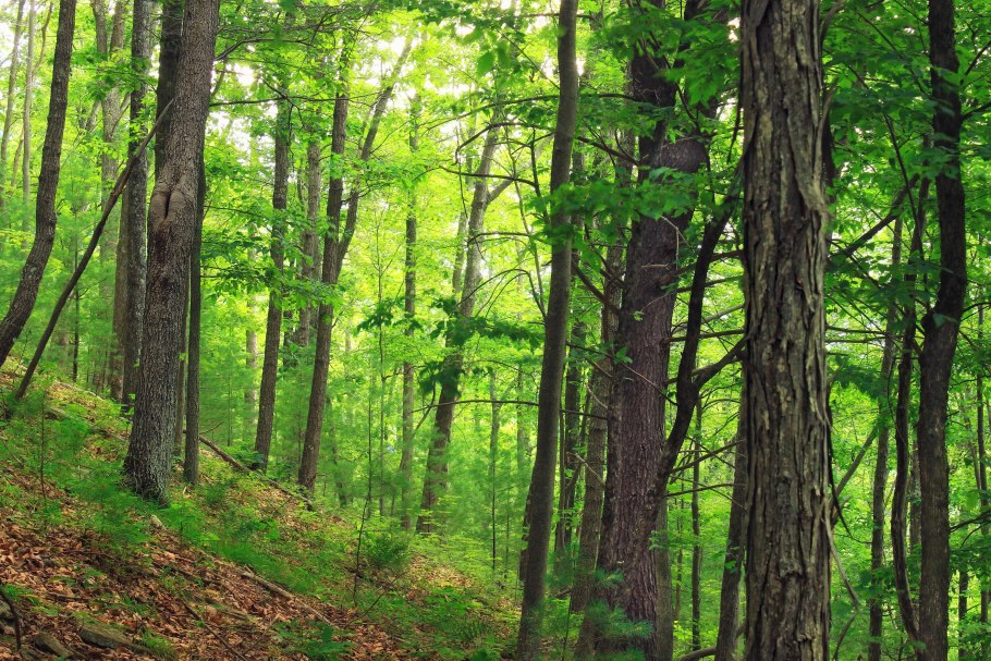 Смешанный лес осенью 5000000 р