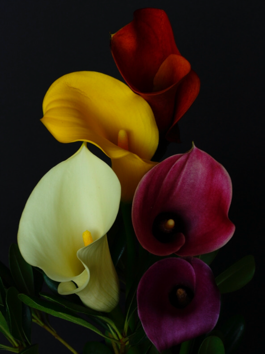 Калла морнинг Сан