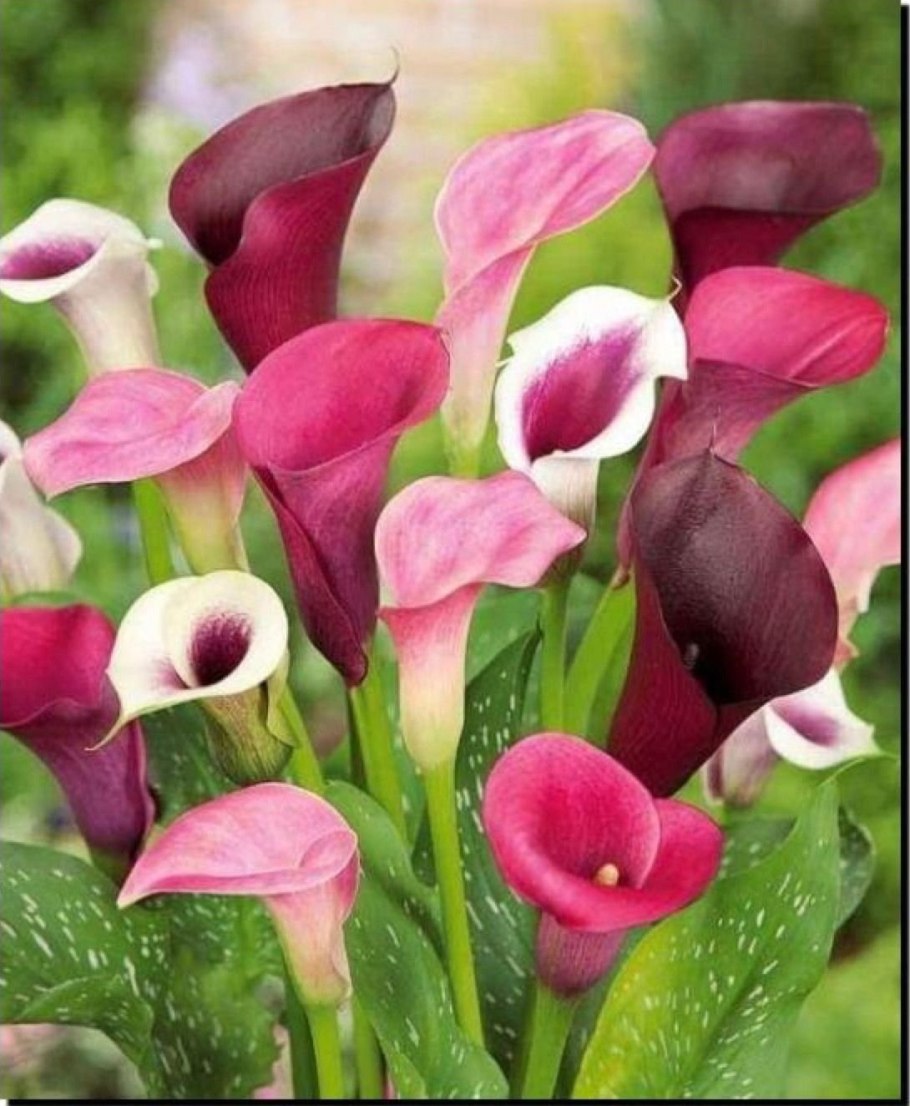 Калла Капитан Тринити