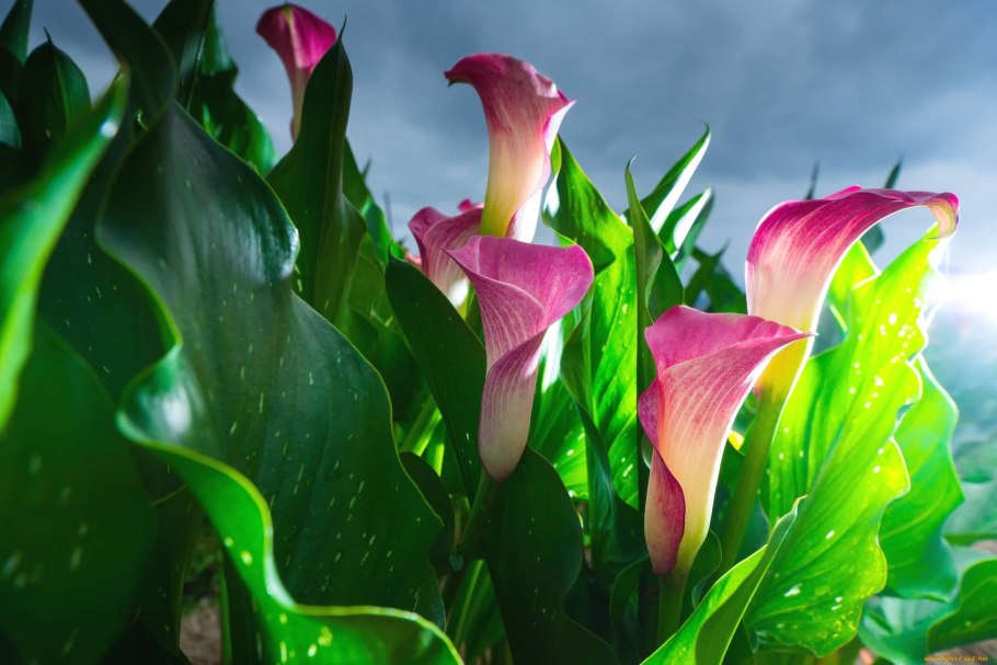 Калла Шварцвальдер