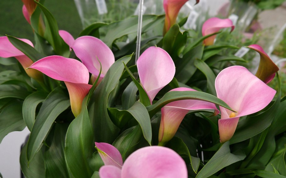 Калла Peach Chiffon