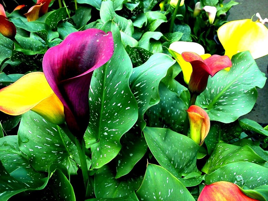 Калла зантедеския микс