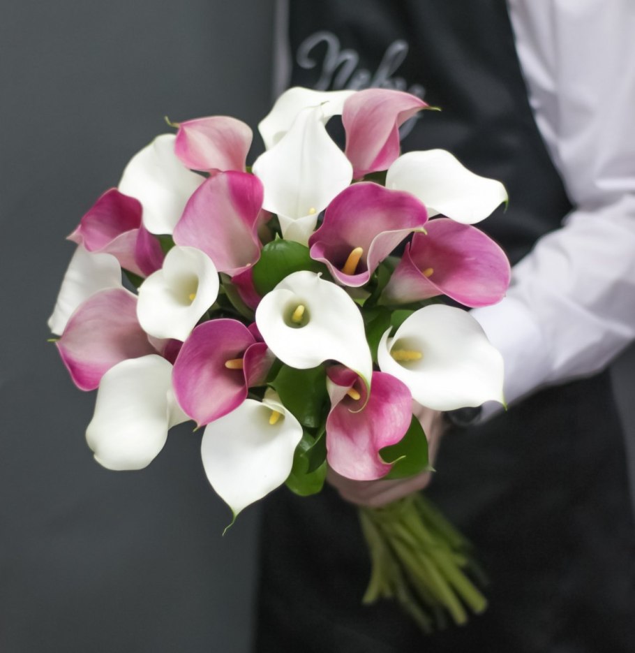 Калла белая Зантедеския