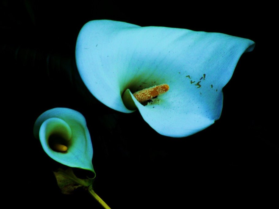 Каллы голубые цветы