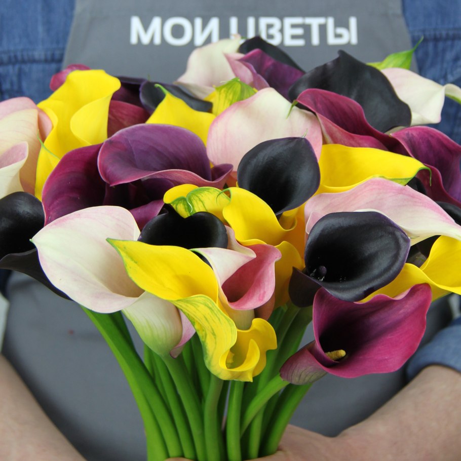 Каллы Голландия