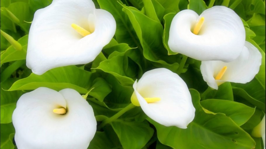 Калла эфиопская зантедеския