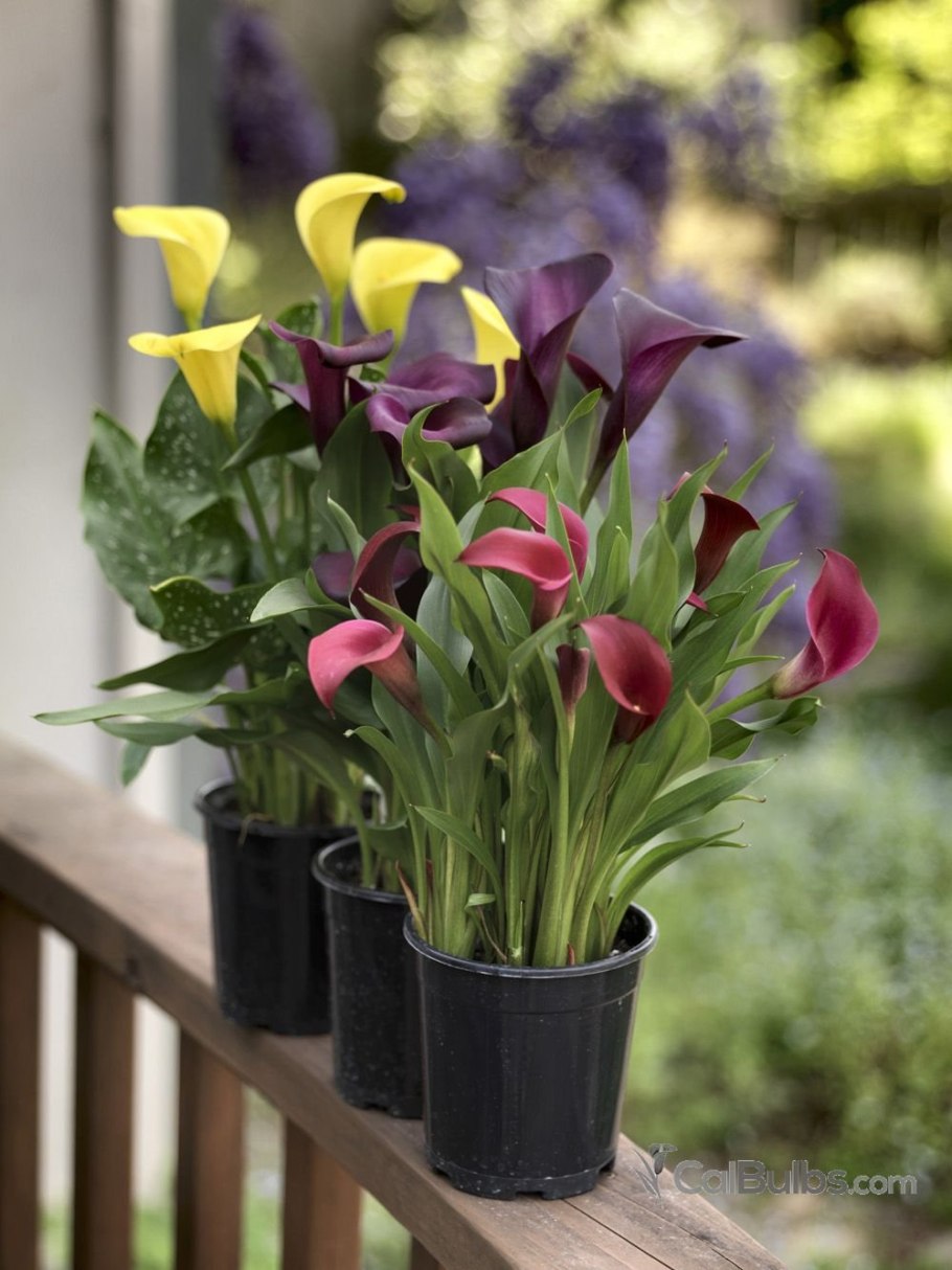 Калла Блэк Мэджик