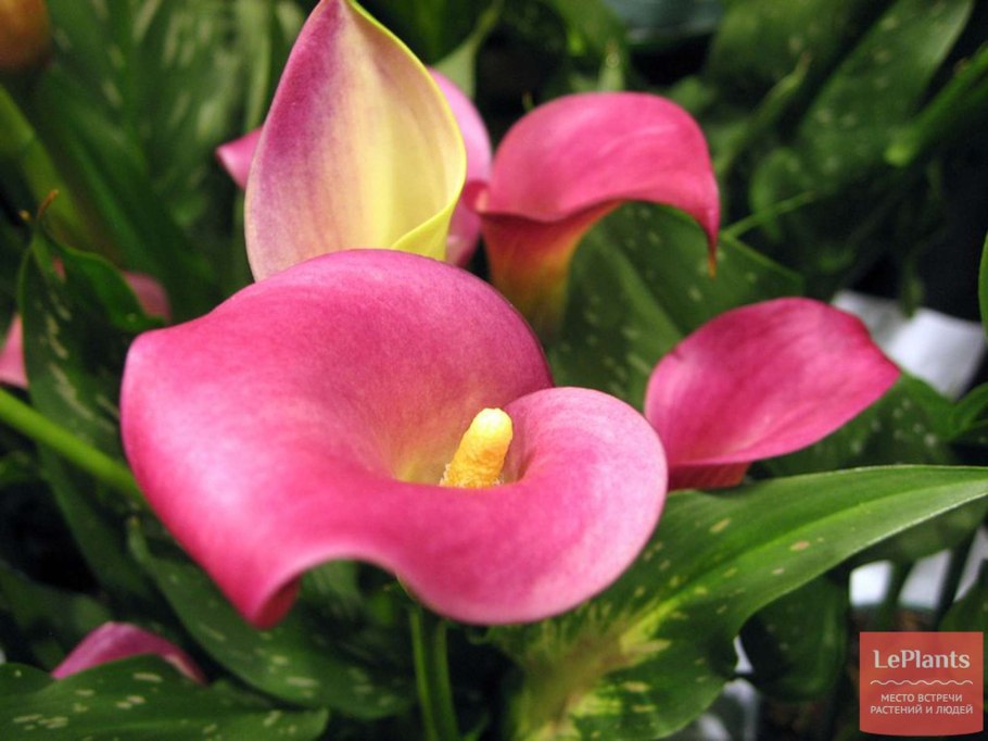 Калла гарнет глоу