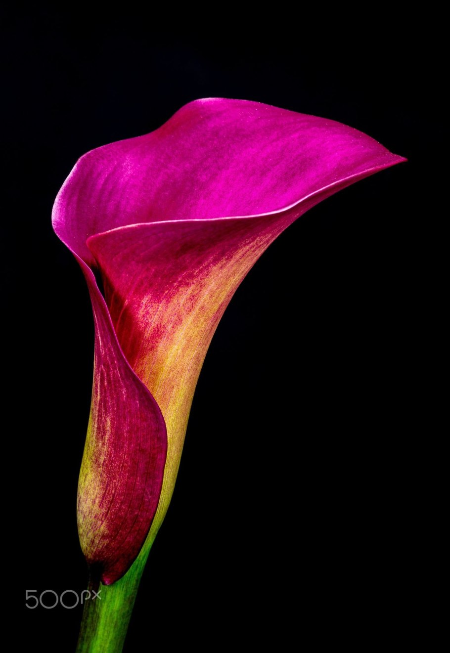 Букет "каллы и Краспедия"