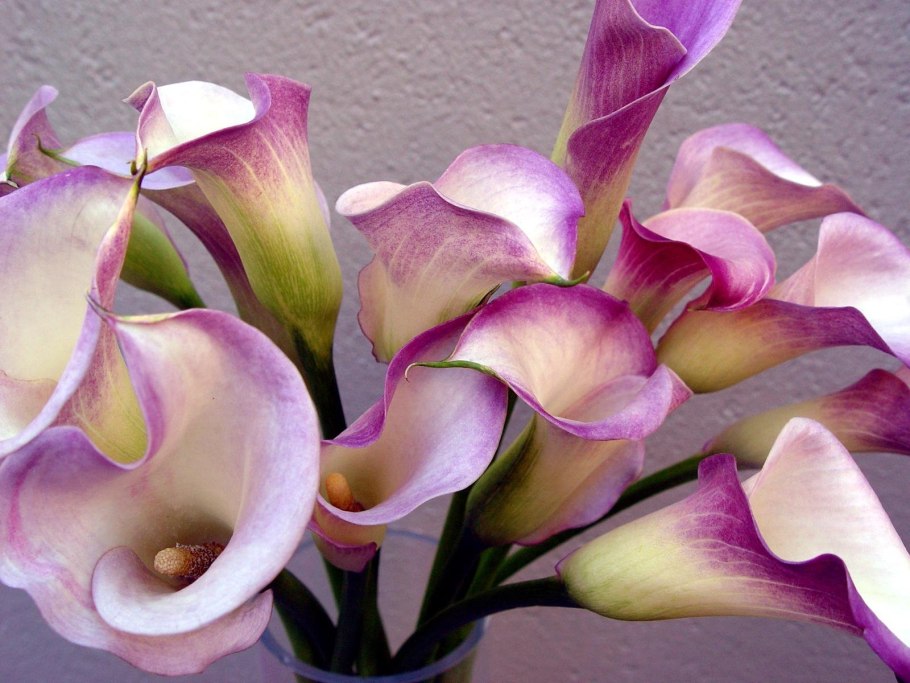 Калла Purple Moon