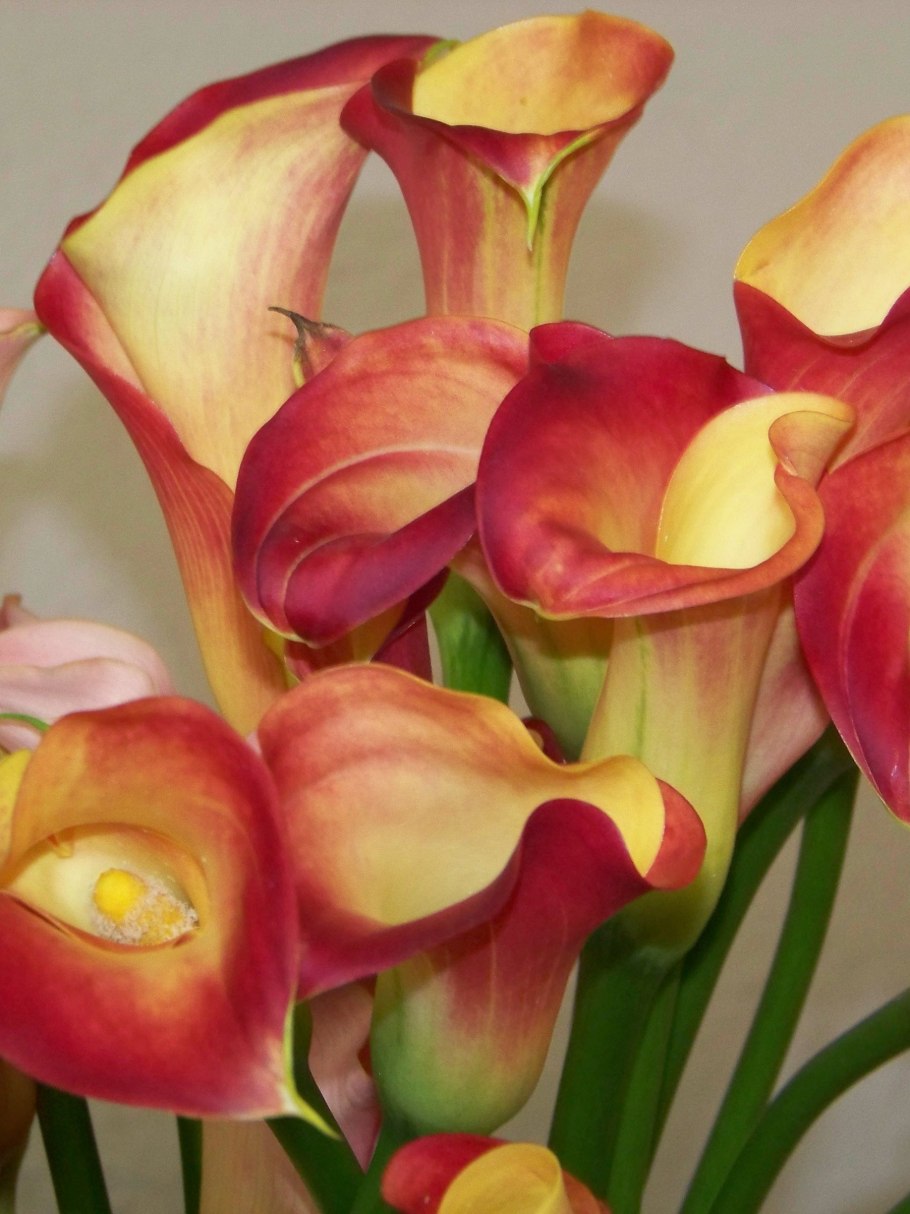 Калла зантедеския