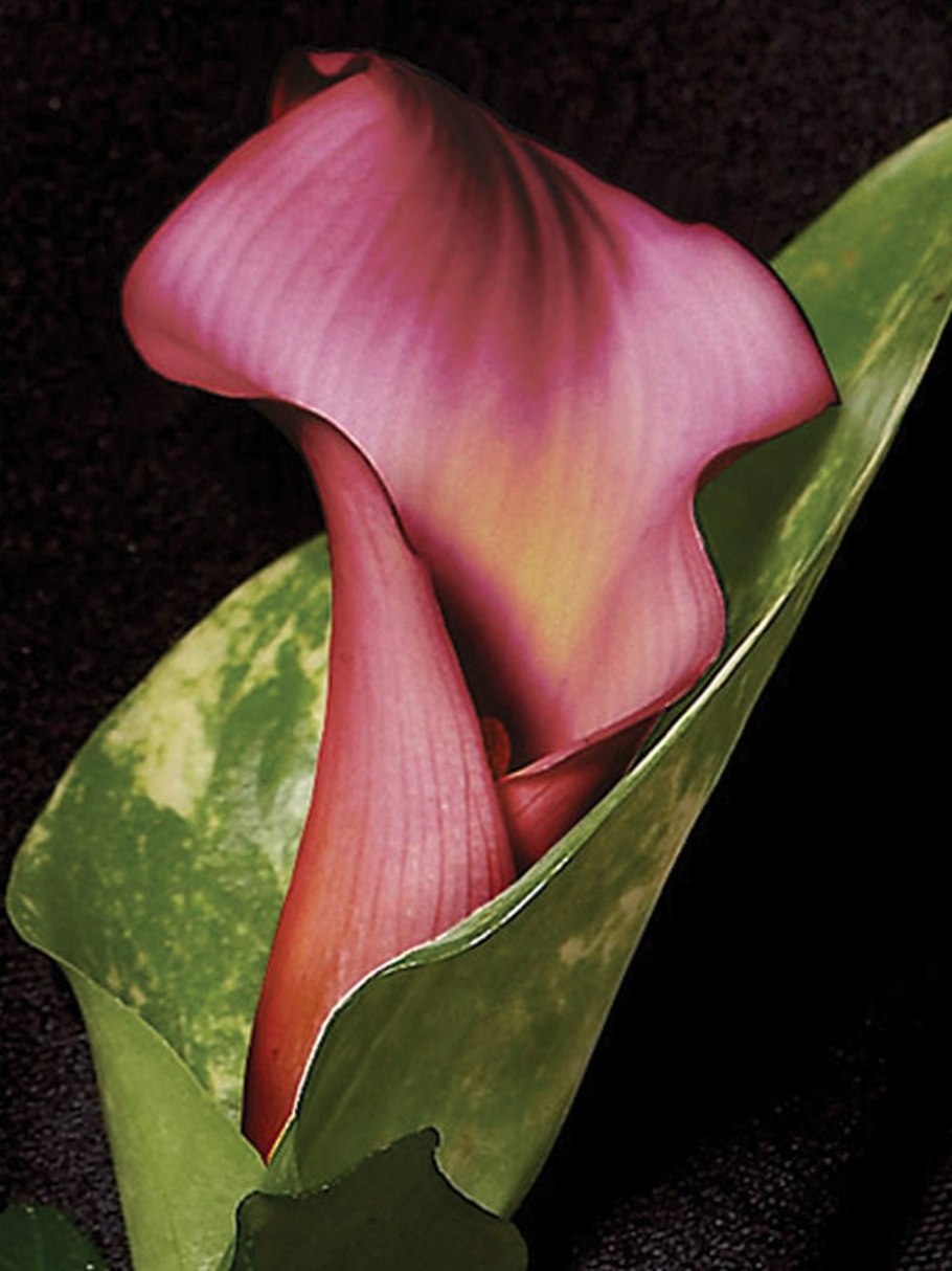 Калла Блэк Форест