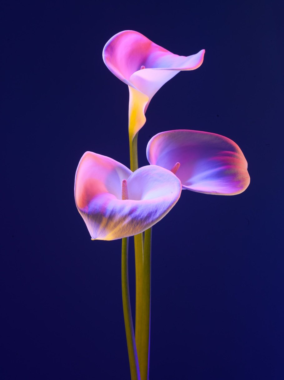 Calla Lily цветок