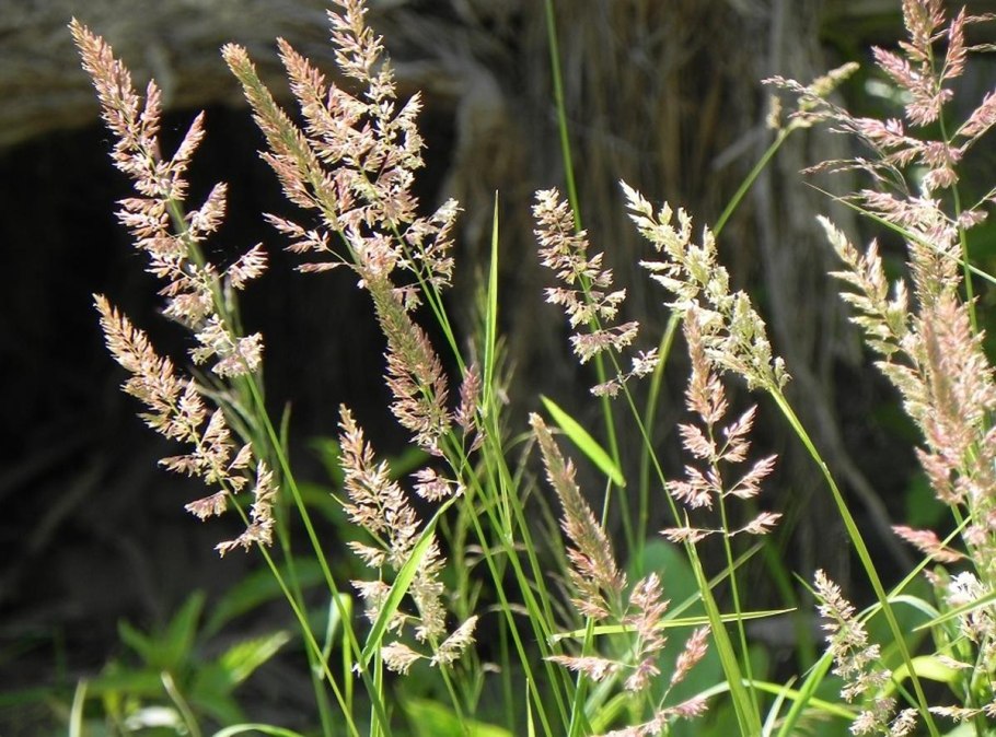 Овсяница Луговая (Festuca pratensis)