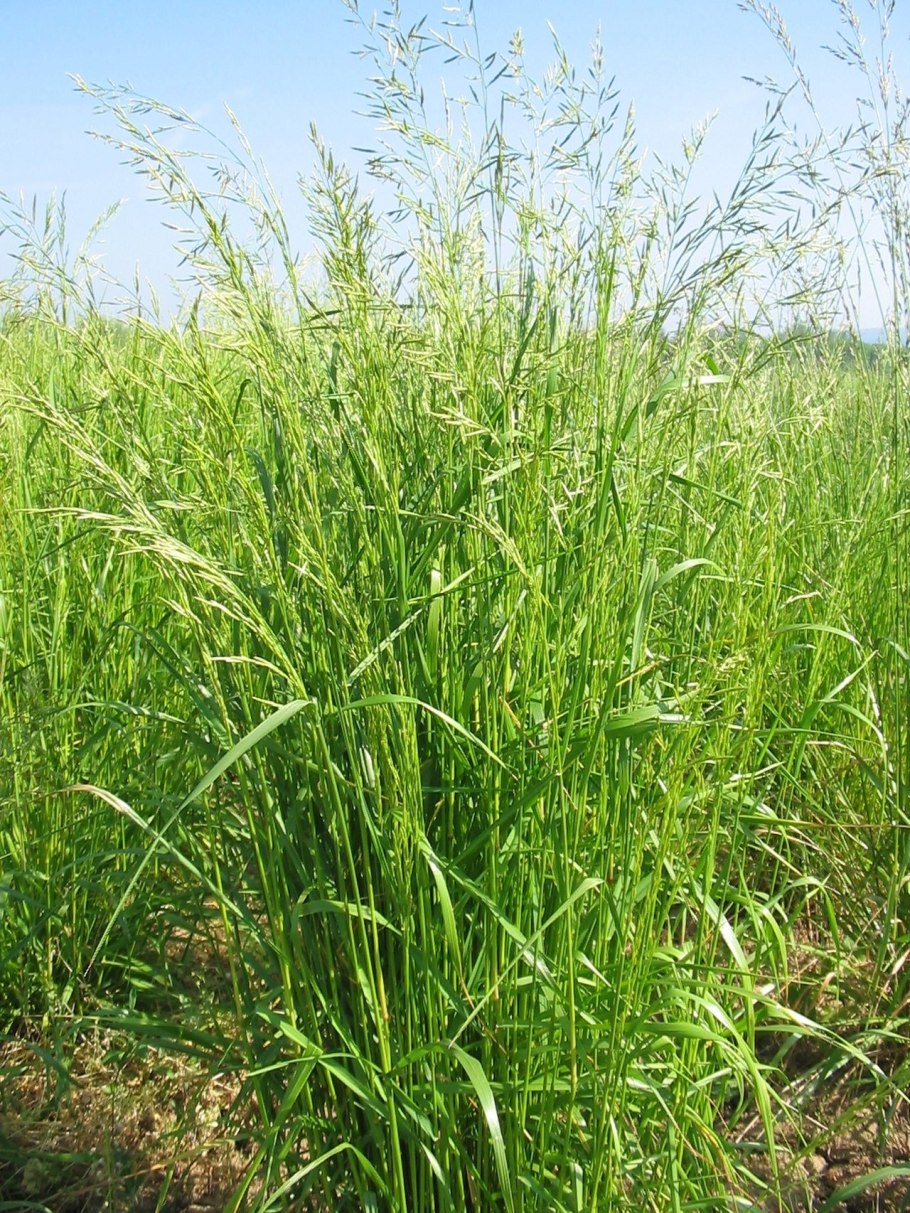 Трава овсяница Луговая