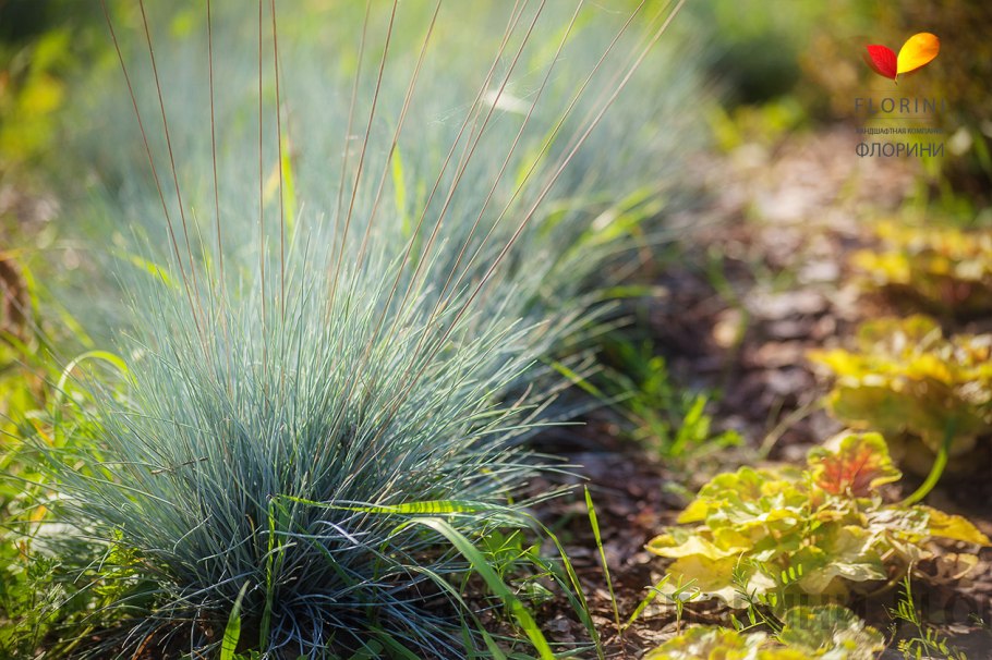 Овсяница тростниковая Грейстоун