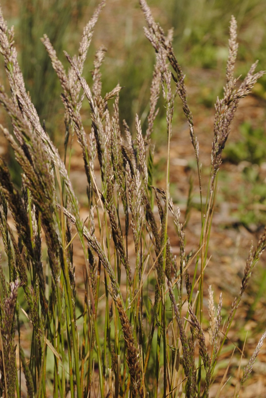 Овсяница метельчатая (Festuca Scoparia)