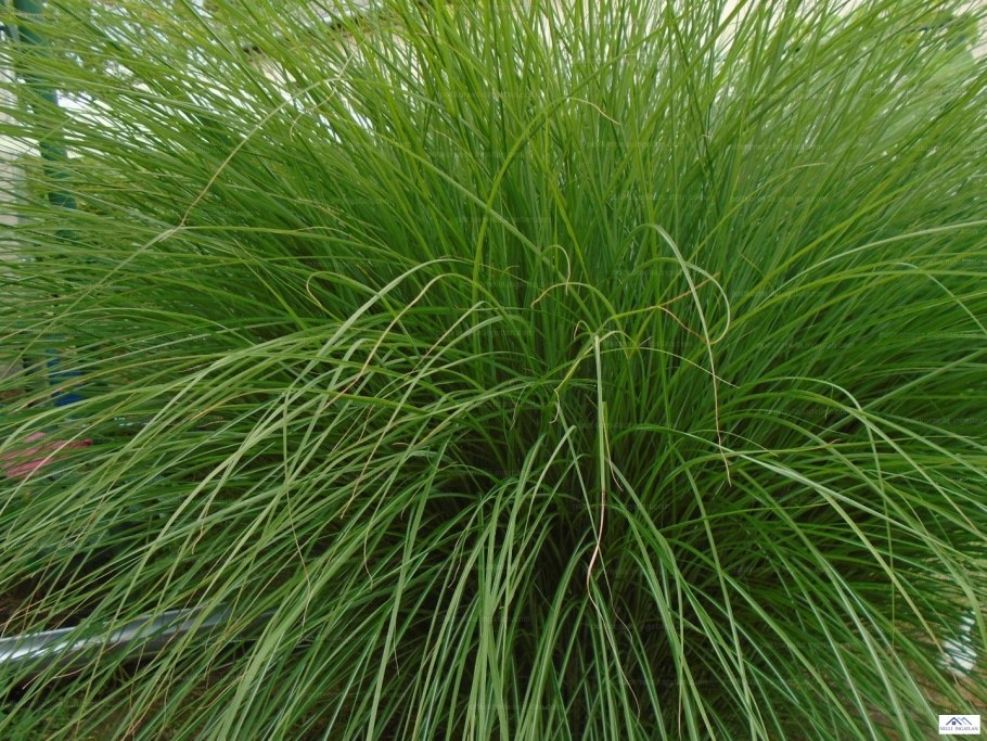 Овсяница Луговая (Festuca rubra