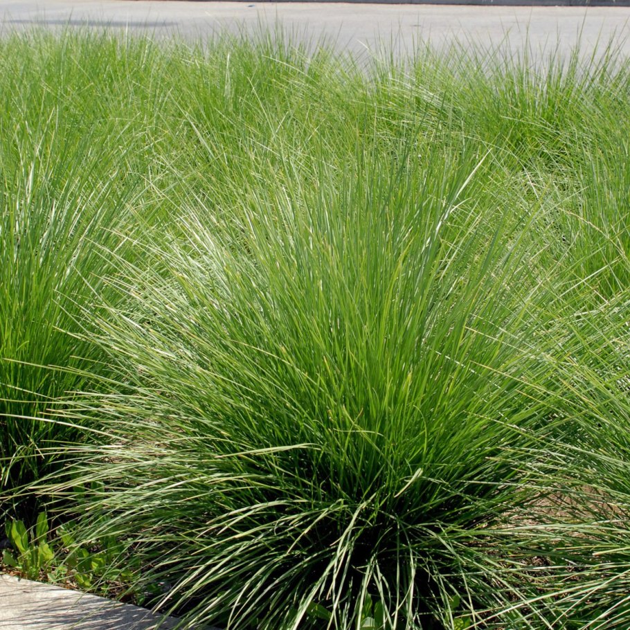 Овсяница сизая (Festuca cinerea) Festina