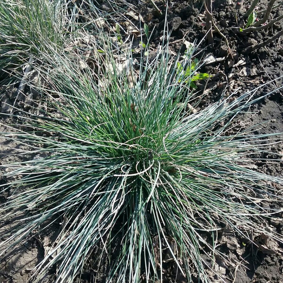 Овсяница фестука