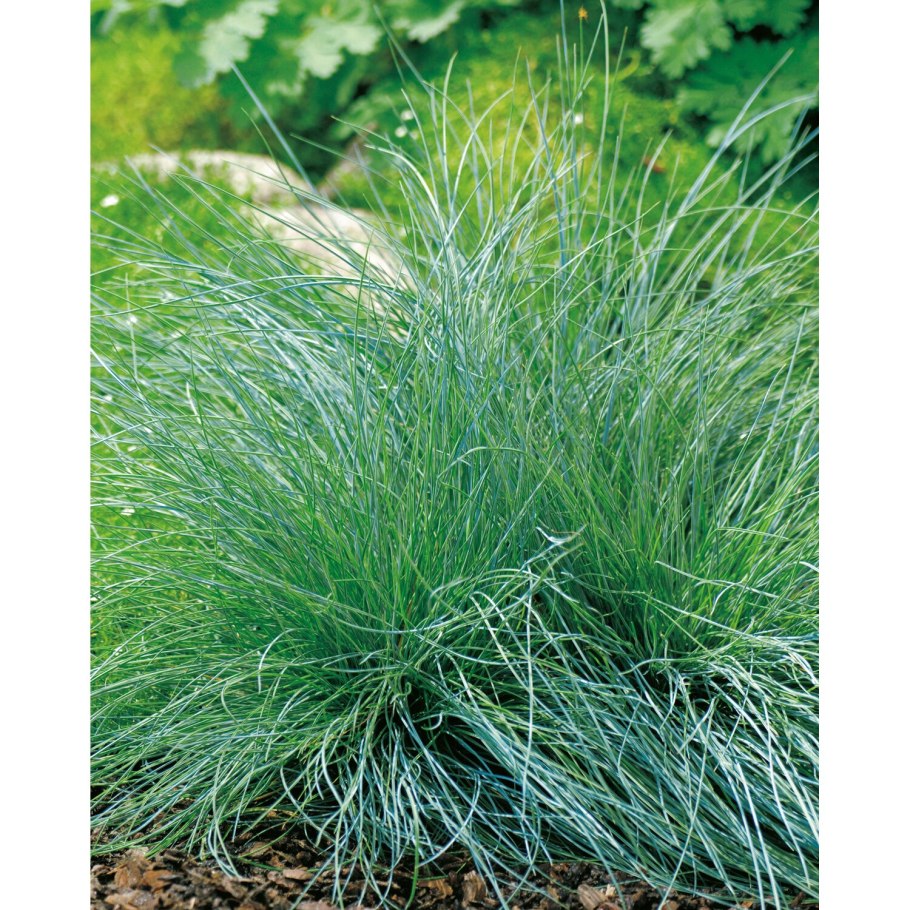 Овсяница Аметистовая Festuca amethystina