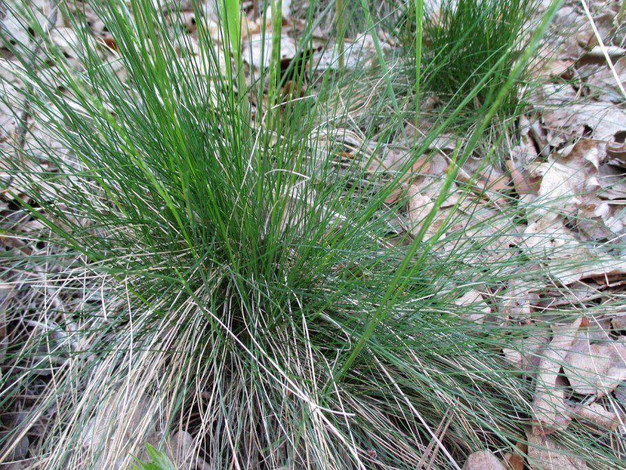 Овсяница тростниковая для газонов