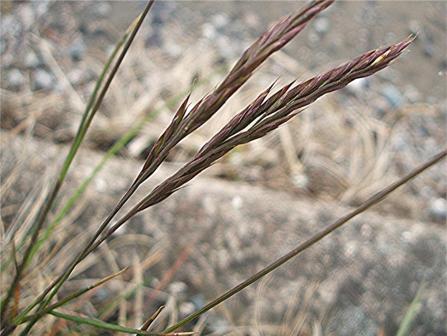 Овсяница овечья (Festuca ovina)