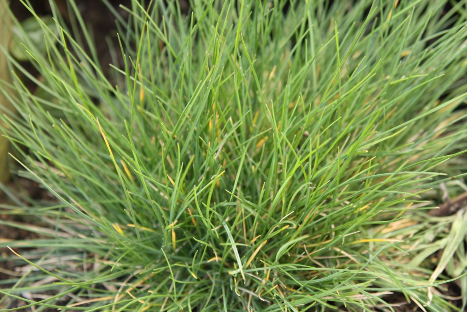 Овсяница тростниковая Старлетт