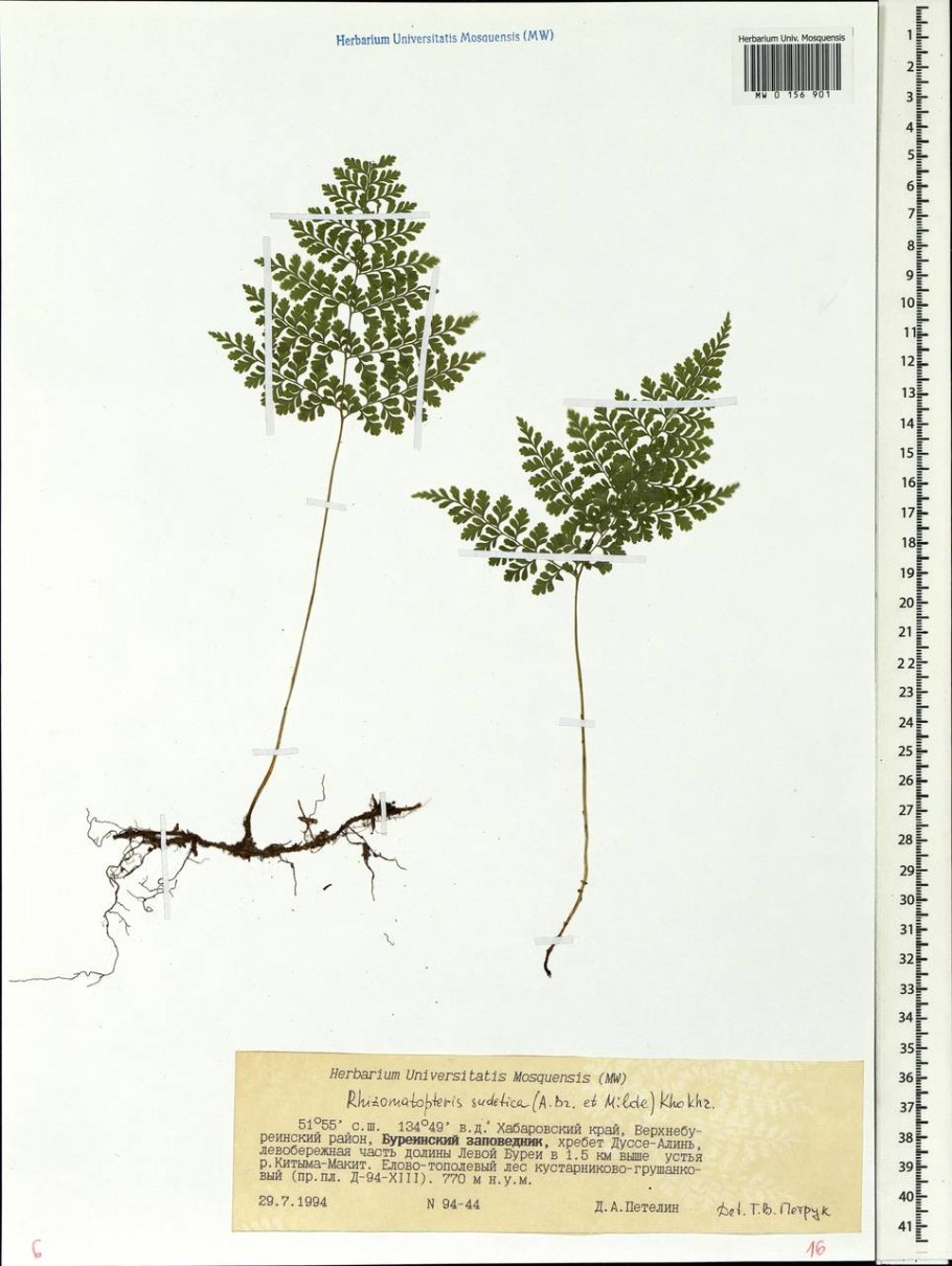 Пузырник водоросль