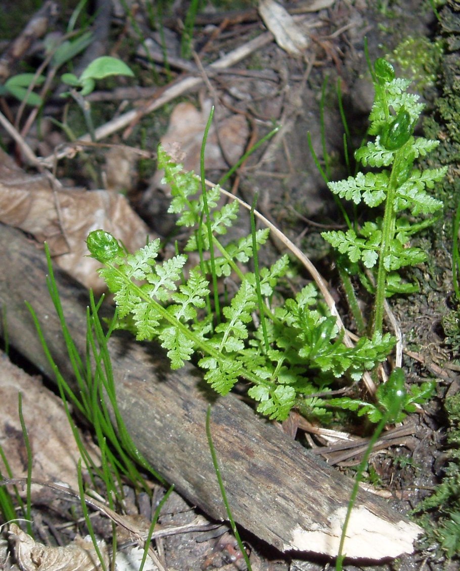 Пузырник луковиценосный