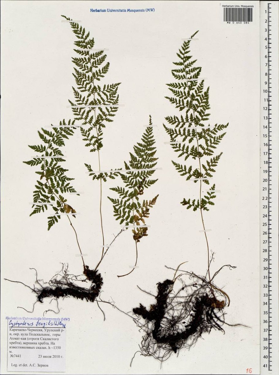 Rhizomatopteris sudetica