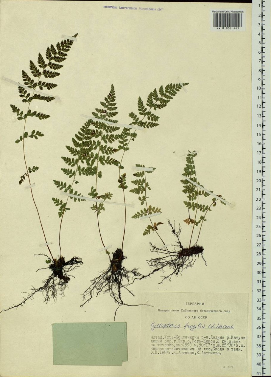 Пузырник древовидный Киликийский